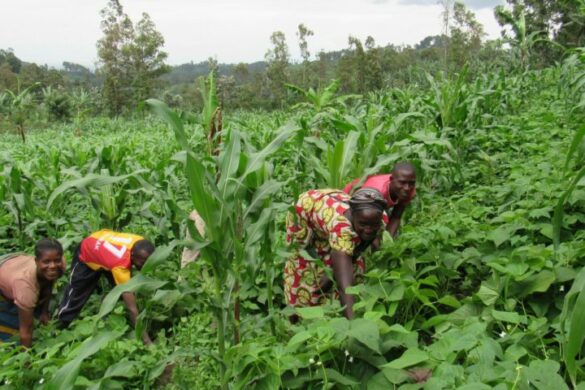 Morčata pomáhají v Demokratické republice Kongo bojovat s podvýživou