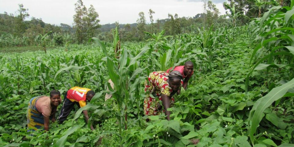 Morčata pomáhají v Demokratické republice Kongo bojovat s podvýživou